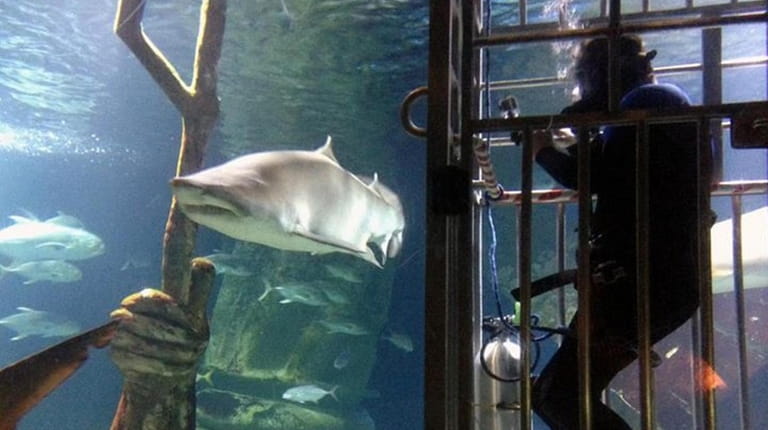 Swim with a shark at the Long Island Aquarium. 