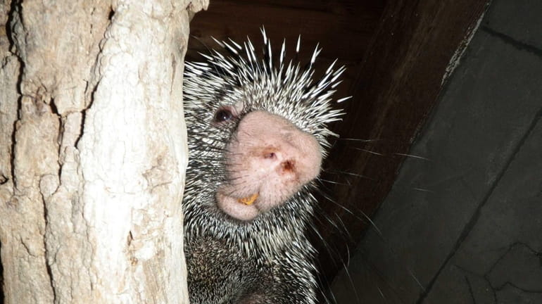 A porcupine at the "Creatures of the Night" exhibit, which...