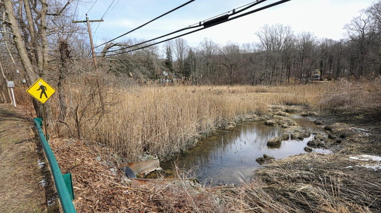 A stand of invasive phragmites is seen at the lower...