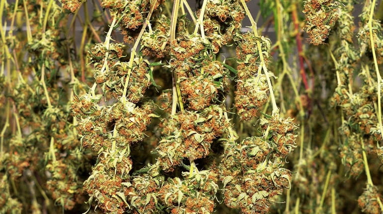 A first harvest of cannabis plants for medical treatments are...