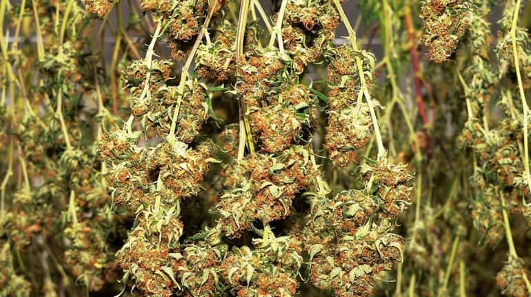 A first harvest of cannabis plants for medical treatments are...