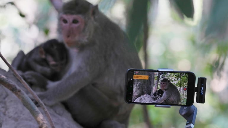 YouTuber Ium Daro, who started filming Angkor monkeys about three...