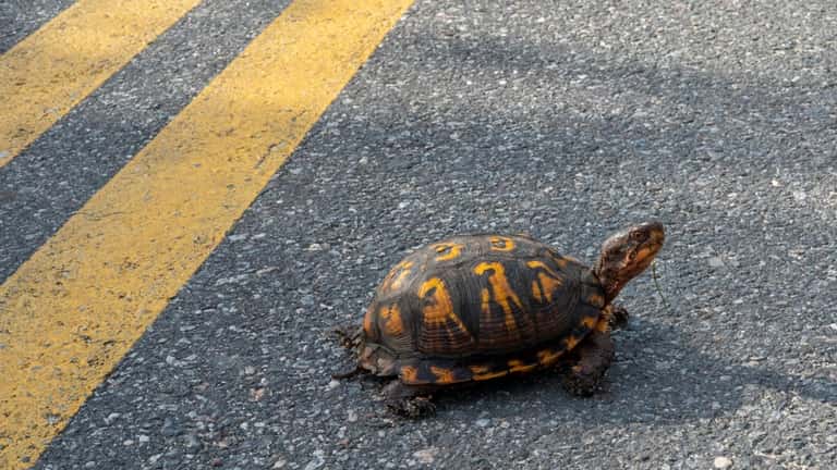 A turtle crosses the road in East Marion, Tuesday.