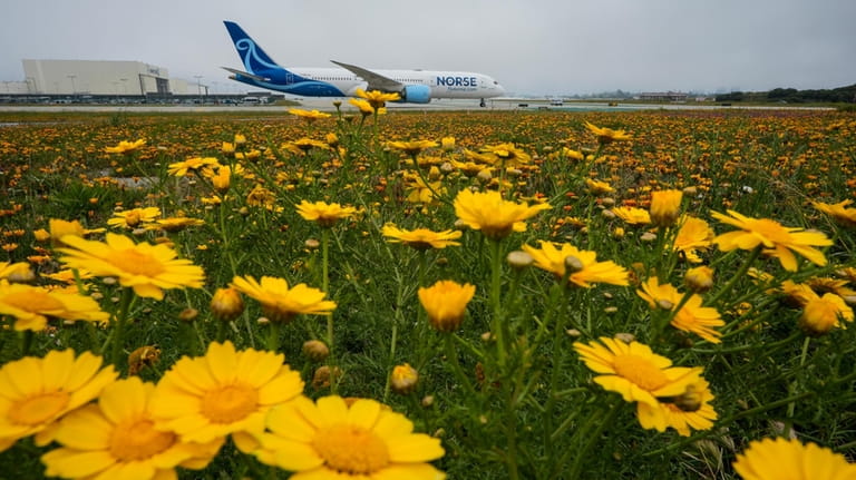 Flowers carpet the ground near the runways at the Los...