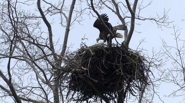 A bald eagle at its nest in Centerport on Friday.