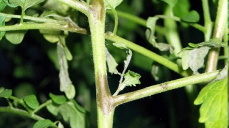 Caption: Late blight causes lesions along the stems of tomato...