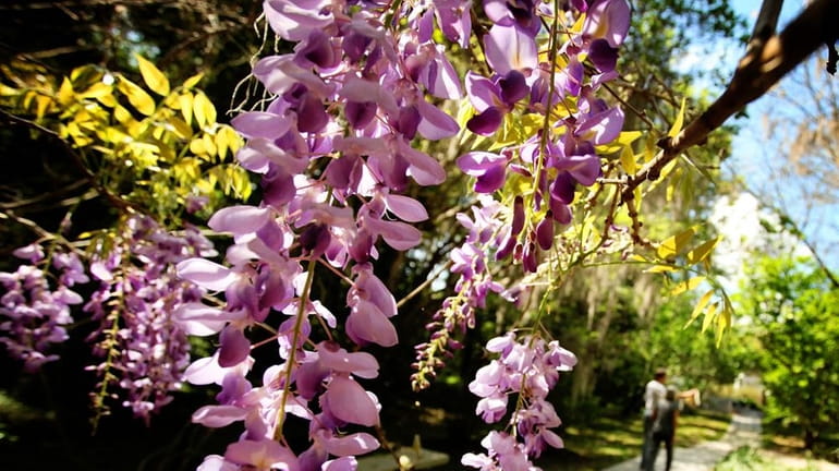 Blooming wisteria at Kanapaha Botanical Gardens in Gainesville, Fla. (March...