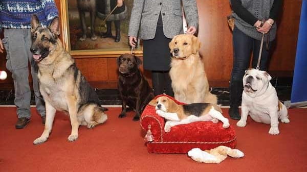 (L-R) German Shepherd, Labrador Retriever, Golden Retriever, Beagle and Bulldog....