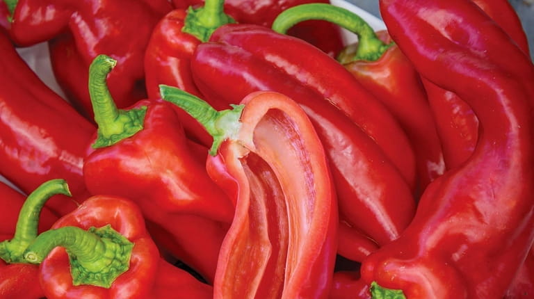 'PeppiGrande Red' is not only the first seedless sweet pepper, it's...