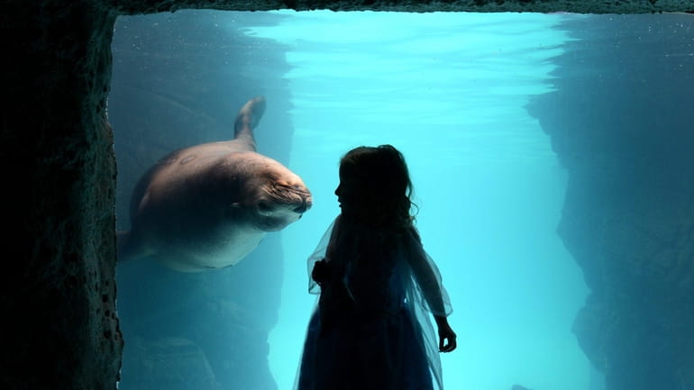A California sea lion noses up to a little admirer...