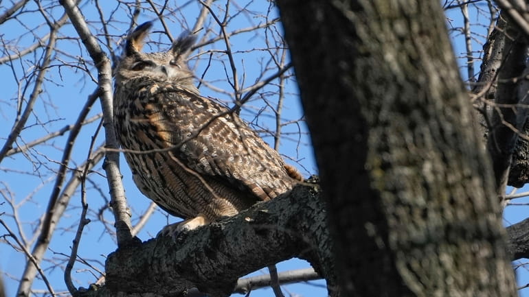 A Eurasian eagle-owl named Flaco sits in a tree in...