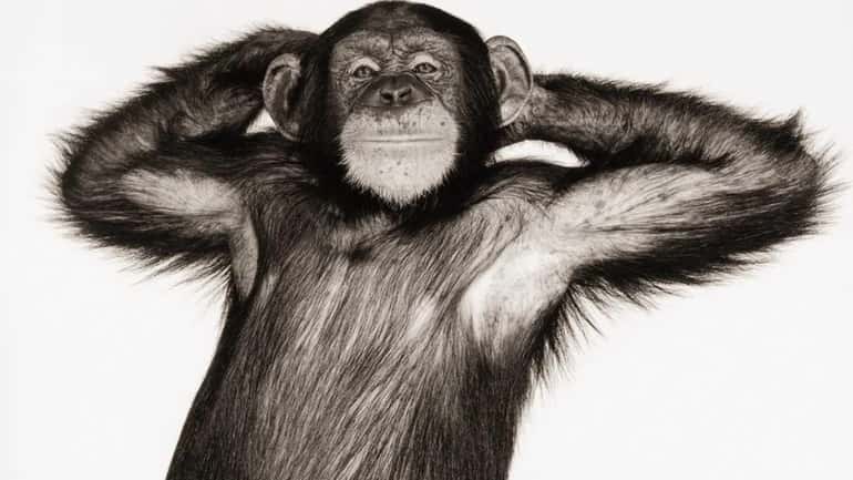 A stock photo of a chimpanzee (pan troglodytes) with arms...