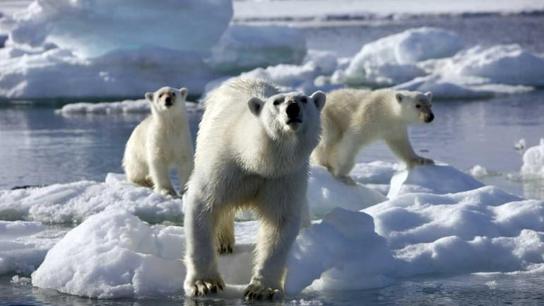 In this undated image released by Discovery Channel/BBC, polar bears...