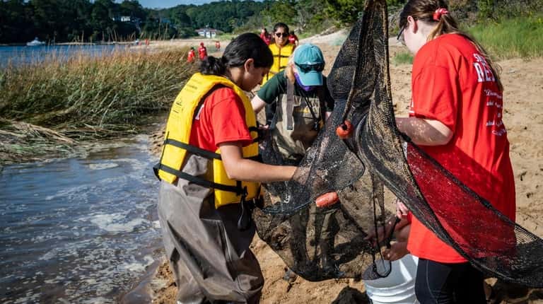 Smithtown East High School students look for samples of fish, seaweed...