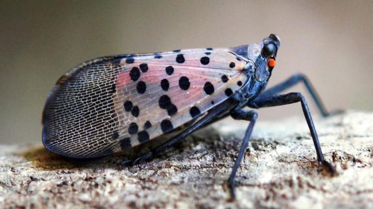 A spotted lanternfly adult at rest with its colorful wings...