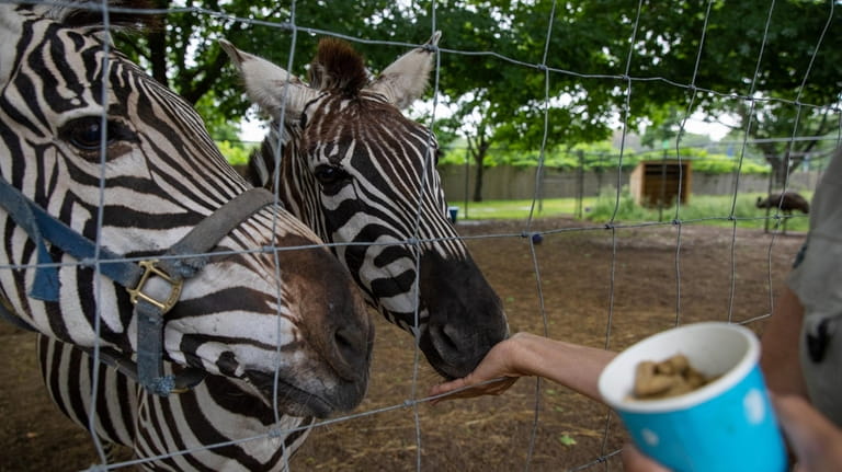 Zebras at Long Island Game Farm in Manorville on Sunday,...
