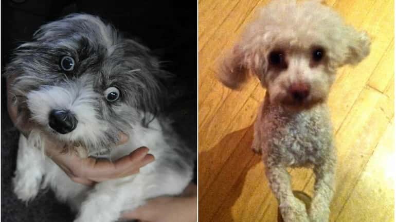 Left: A gray and white Lhasa apso found by a...