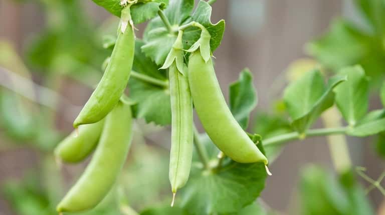 Install a trellis or support, and secure sugar snap peas...