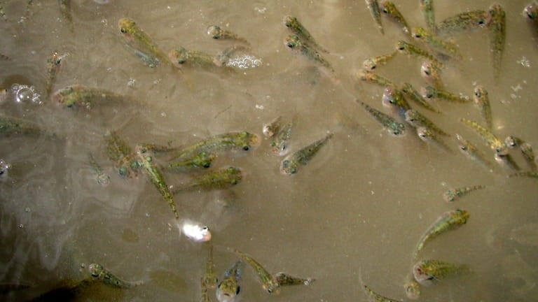 In this 2010 handout image, desert pupfish are seen in...