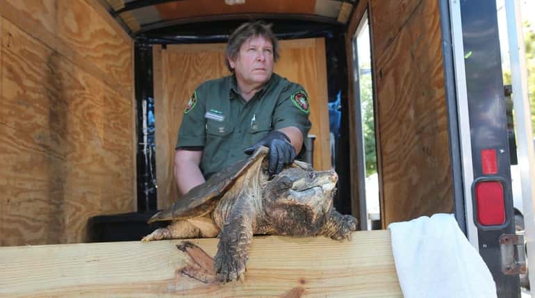 An alligator snapping turtle is removed Tuesday, June 21, 2016,...