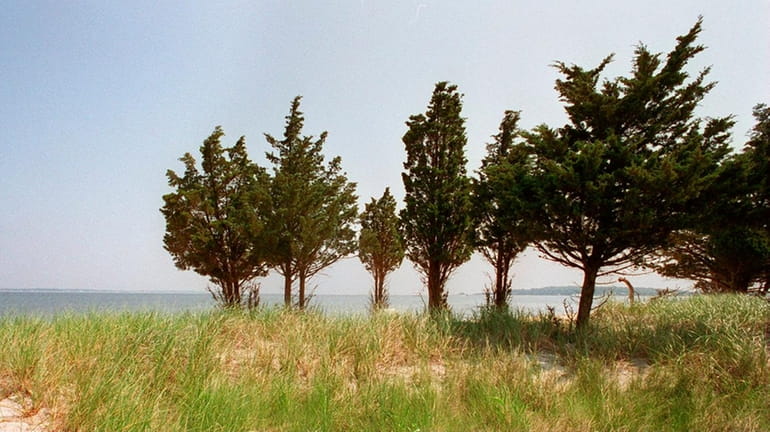 Atlantic white cedars, seen at the edge of Flanders Bay...