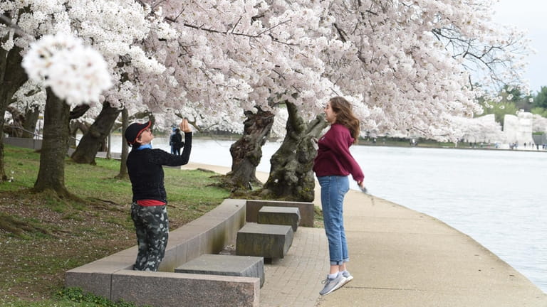 Tourists enjoy blooming cherry blossoms along the Tidal Basin in Washington,...
