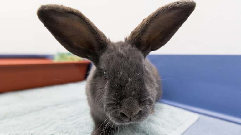 A rabbit available for adoption at the Town of Islip...