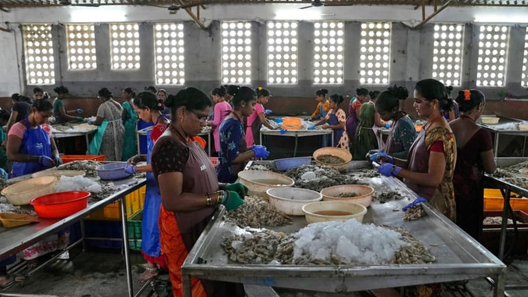 Workers peel shrimp in a tin-roofed processing shed in the...