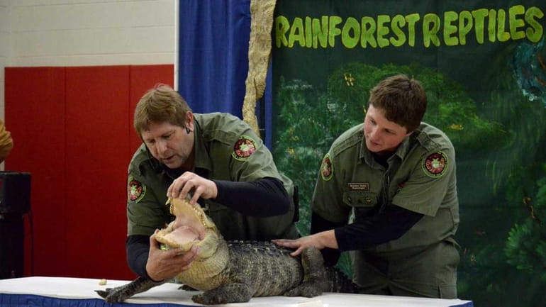 Michael K. Ralbovsky, herpetologist for the Rainforest Reptile Shows, shows...