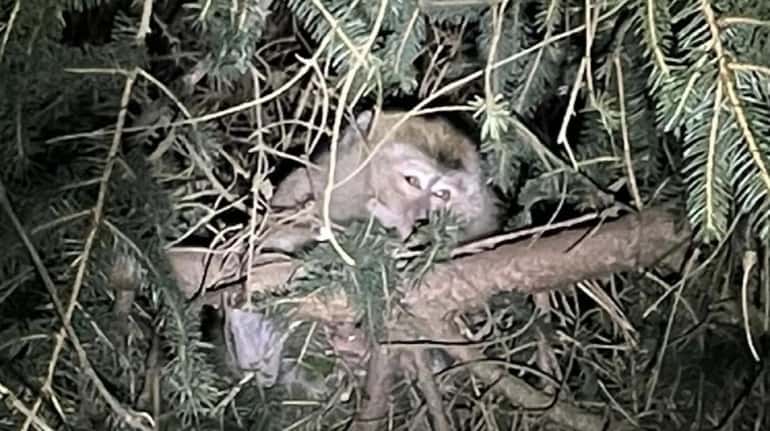 A cynomolgus monkey sits in a tree near Danville, Pennsylvania,...