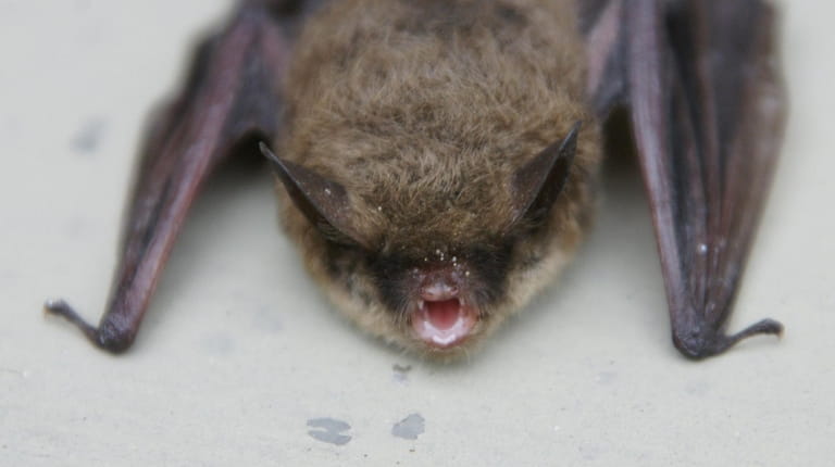 This northern long-eared bat was the first bat to be...