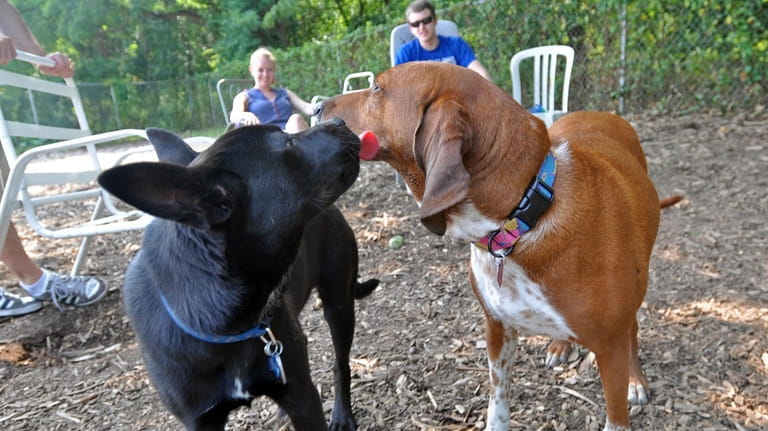 A labrador-shepard named Cash, left, shows affection to a redboned...