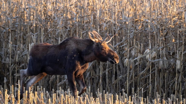 In this photo provided by Bernie Stang, a moose, named...