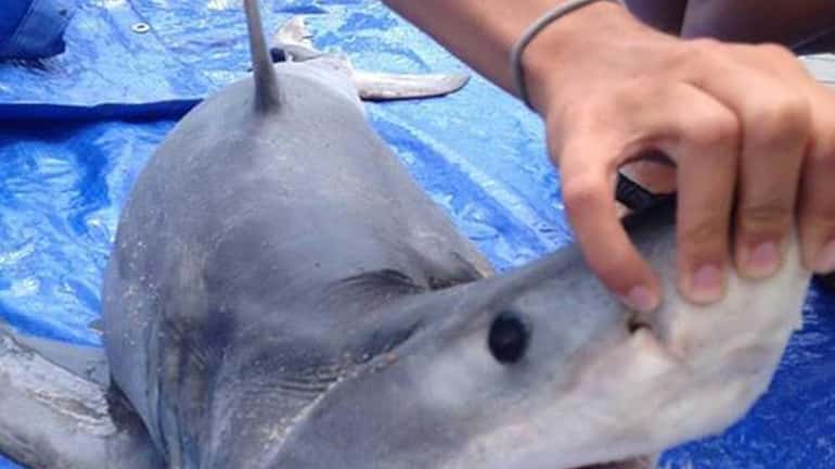 This shark, which was found Tuesday, July 29, 2014, on...