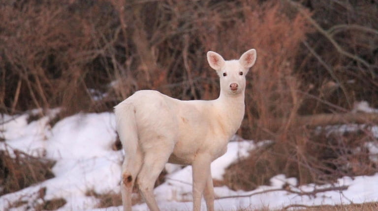 A white deer at Deer Haven Park in the Finger Lakes region.