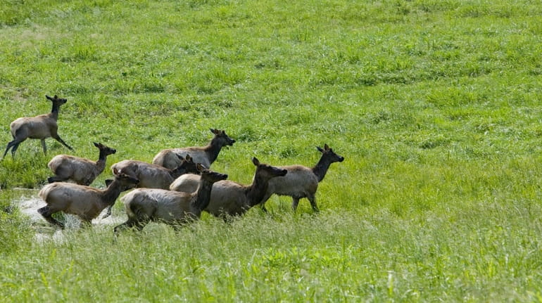 Kentucky now has 14,000 elk in coal country, bringing numerous...