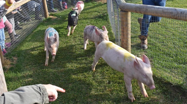 This pig race is among the signature forms of entertainment...