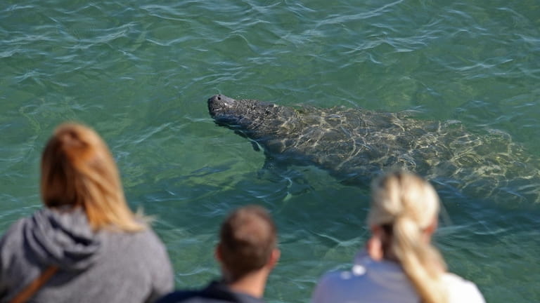 A manatee surfaces for air at Manatee Lagoon in West...