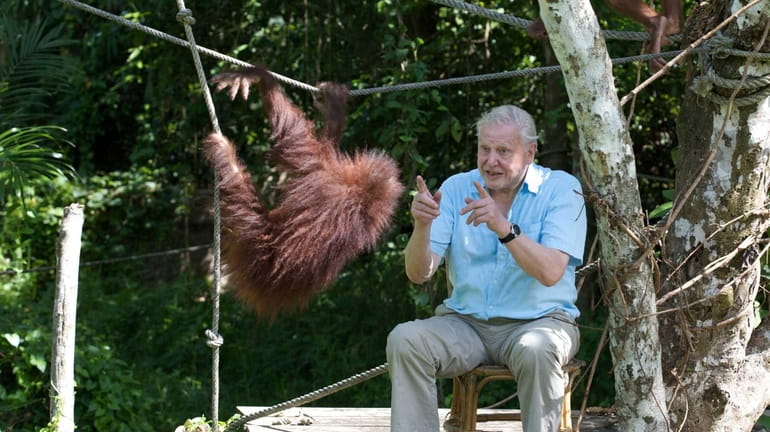Nature documentarian David Attenborough with young orangutan at Sepilok rehabilitation...