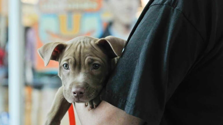 A pit bull named Winnie at the Little Shelter in...