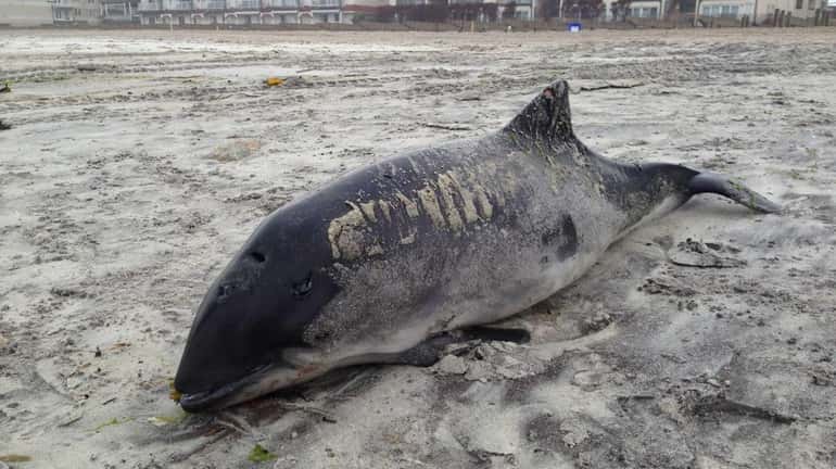 A dead harbor porpoise lays on the beach near Lafayette...