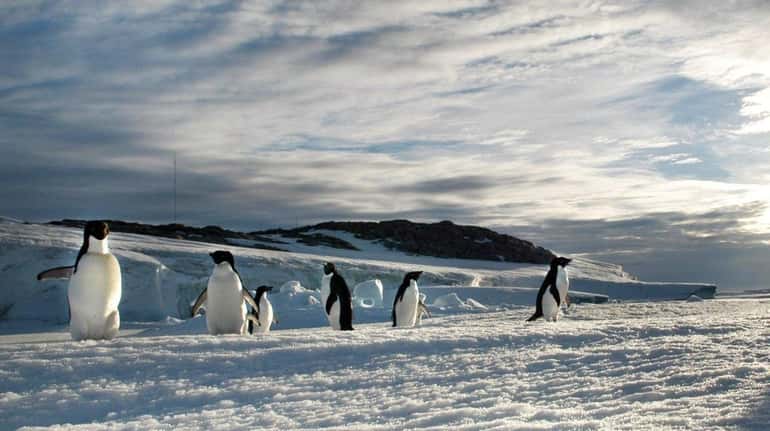 Adélie penguins  are pictured   on Shirley Island  in  Antarctica.