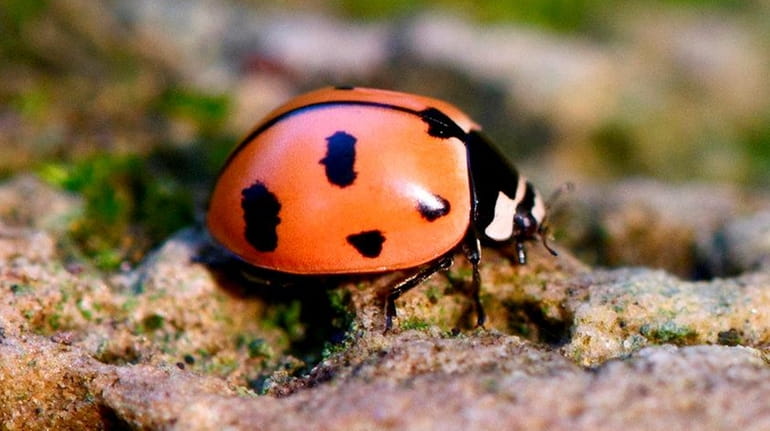 A nine-spotted lady bug,  or Coccinella novemnotata, is seen here.