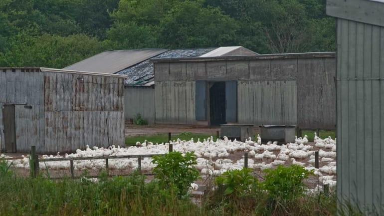 The Moriches duck farm is under scrutiny again, and this...