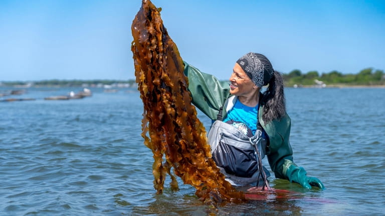 Donna Collins-Smith of the Shinnecock Kelp Farmers holds up sugar...