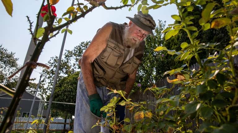 Sean Tiedemann prunes roses in his garden in East Patchogue...