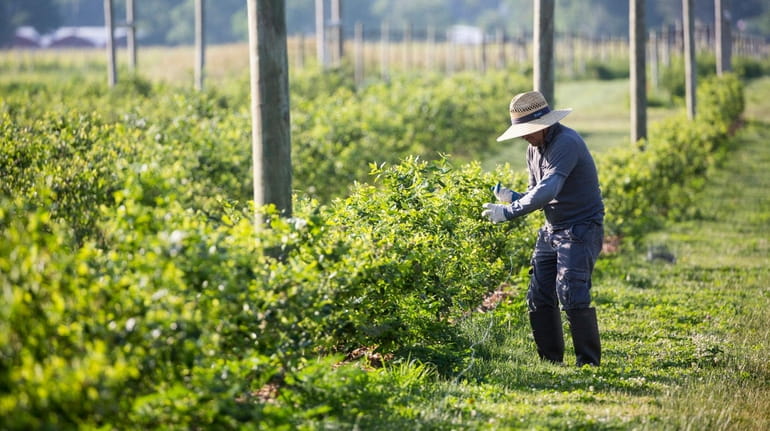 A worker adds netting to protect blueberries in 2017 at...