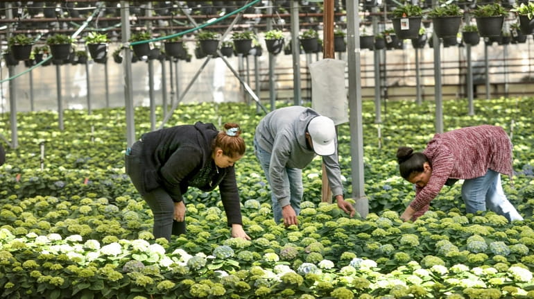 Workers tend to hydrangea plants at Kurt Weiss Greenhouses in Center Moriches.