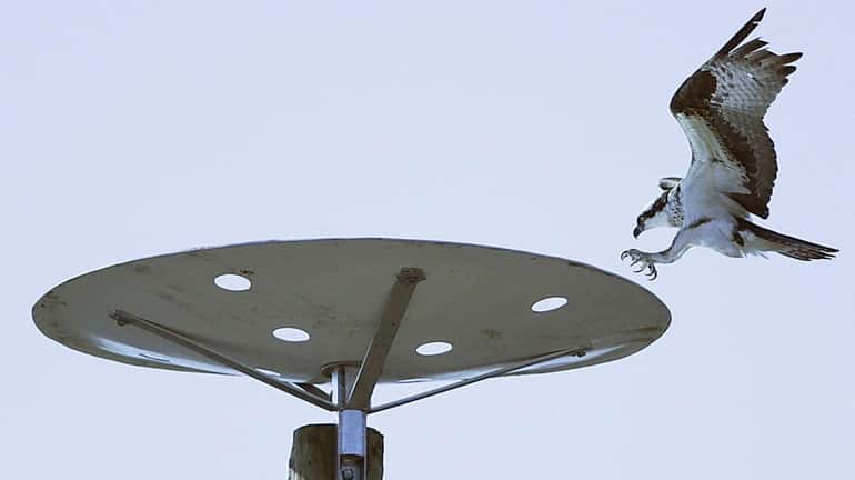An osprey lands on a nesting platform installed by PSEG...