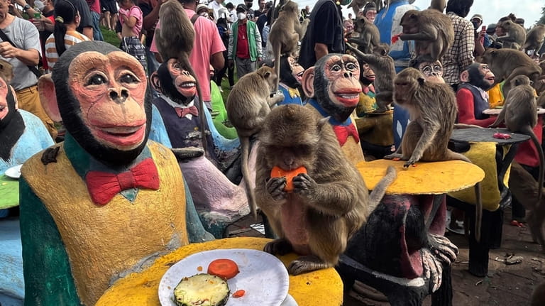 Monkeys eat fruit during a monkey feast festival in Lopburi...
